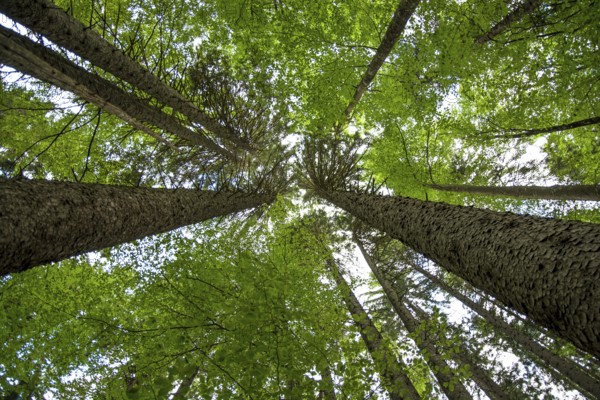 View Up Into Conifer Tree Crowns (Pinus Sylvestris) Of An Old Forest In Austria