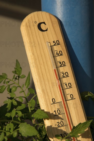 Thermometer With Green Plant At Summer Heat Weather