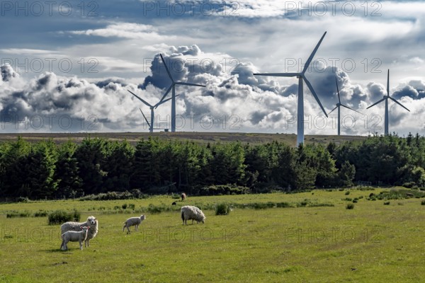 Rural Farmland Landscape With Sheep And Rotating Wind Turbines For Renewable Energy Production In Scotland, United Kingdom