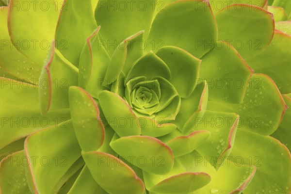 Detail Of A Fresh Green Succulent Plant With Pure Raindrops On Its Colorful Leaves, Scotland, United King