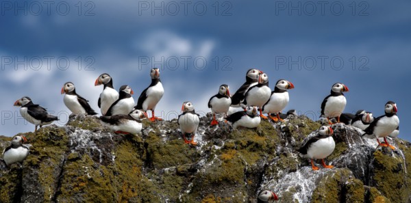 Group Of Seabird Species Atlantic Puffin (Fratercula arctica) On The Isle Of May In The Firth Of Forth Near Anstruther In Scotland, United Kingdom