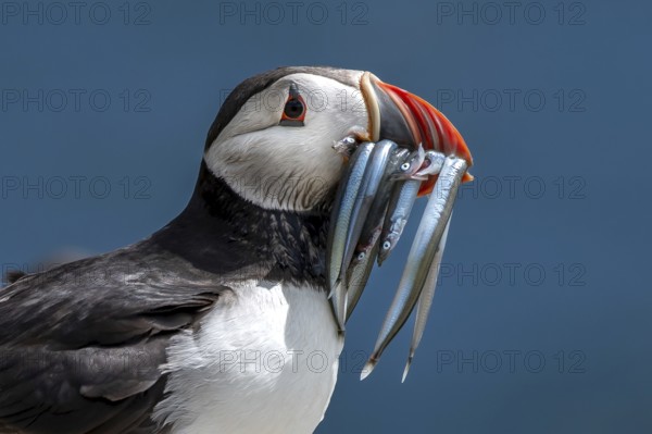 Seabird Species Atlantic Puffin (Fratercula arctica) With Sandeels On The Isle Of May In The Firth Of Forth Near Anstruther In Scotland, United Kingdom