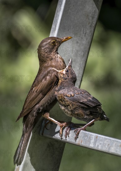 Young Eurasian Blackbird (Turdus Merula) Fledgling Sits On Ladder and Gets Fed With Insect By Its Mother, Austria