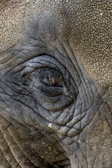 Head Of An Old African Elephant With Wrinkled Skin, Captive In Zoo Schönbrunn In Vienna, Austria
