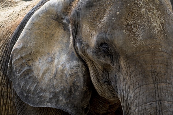 Head Of An Old African Elephant With Wrinkled Skin, Captive In Zoo Schönbrunn In Vienna, Austria