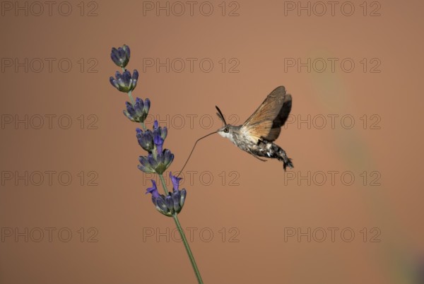 Hummingbird Hawk Moth Butterfly (Macroglossum stellatarum) Drinking Nectar From Flower During Hovering Flight, Croatia
