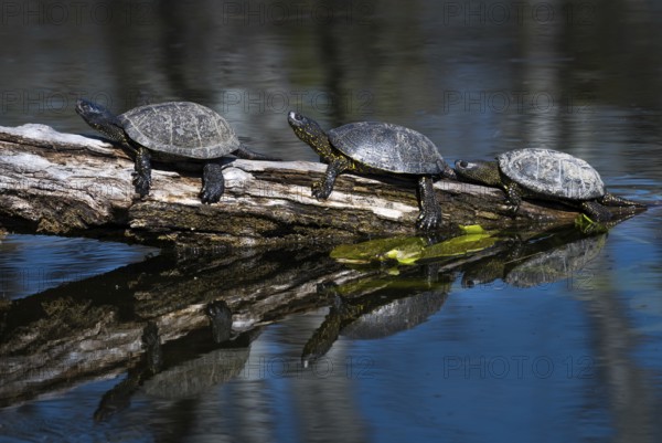 Group Of European Pond Terrapin Water Turtles (Emys Orbicularis) Sunbathing On A Tree In The Danube Wetland National Park in Austria