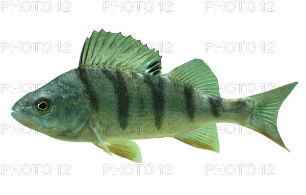 Isolated English Perch (Perca Fluviatilis) Over White