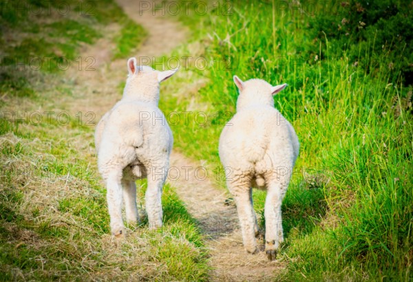 Two lovely funny sheeps walking down the path together. Posture from the back. Friendship concept. Ireland coutryside