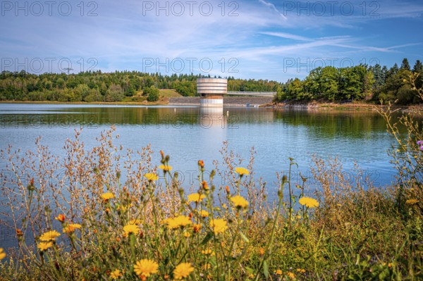 Blooming flowers on the lakeshore with a view of a tower with dam wall and forest in the background, Zeulenrodaer Meer reservoir, Zeulenroda-Triebes, Thuringia, Germany