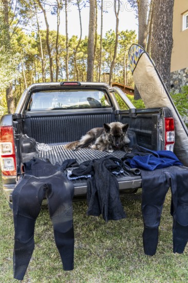 Dog resting in a pickup truck after surfing