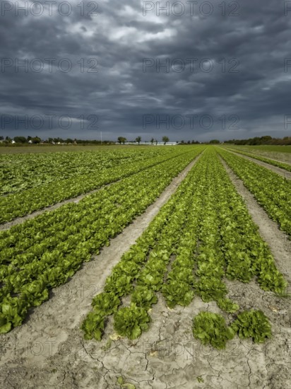 Field With Green Salad Plants In Agricultural Area Near Vienna In Austria