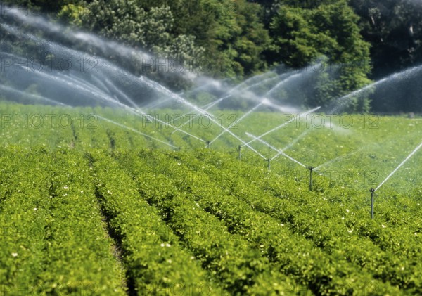 Artificial Irrigation Of A Vegetable Field With Water Sprinklers In Austria