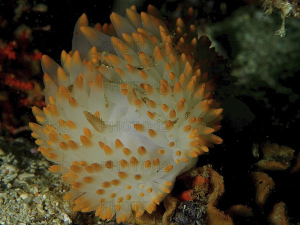 White nudibranch with orange tips, gas flame nudibranch (Bonisa nakaza) under water. Dive site False Bay, Cape of Good Hope, Cape Town, South Africa