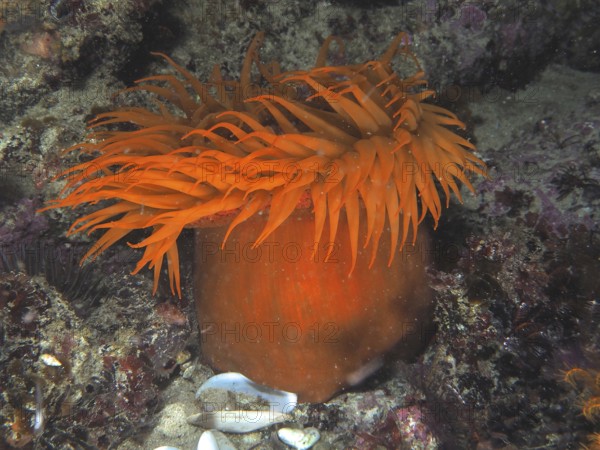 Orange sea anemone with long tentacles, false plum anemone (Pseudactinia varia), on the seabed. Dive site False Bay, Cape of Good Hope, Cape Town, South Africa
