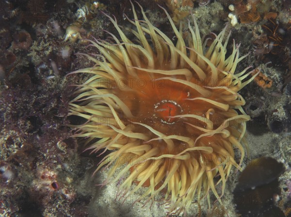 Large sea anemone in different colours, false plum anemone (Pseudactinia varia), under water. Dive site False Bay, Cape of Good Hope, Cape Town, South Africa