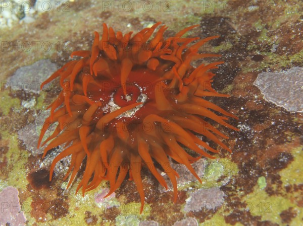 Bright orange sea anemone, false plum anemone (Pseudactinia varia), on the seabed. Dive site False Bay, Cape of Good Hope, Cape Town, South Africa