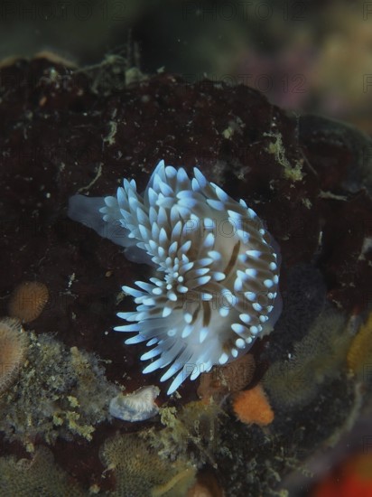 Glowing blue nudibranch, gas flame nudibranch (Bonisa nakaza), on a substrate in the sea