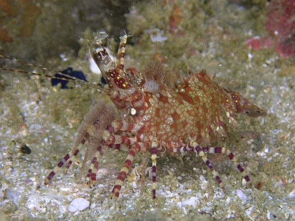 Red-green patterned common marbled shrimp (Saron marmoratus) crawling on a sandy substrate. Dive site Sodwana Bay National Park, Maputaland Marine Reserve, KwaZulu Natal, South Africa