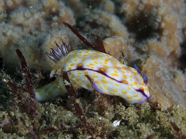 White nudibranch with yellow dots, magnificent star snail (Hypselodoris ghardaqana), resting on coral bottom covered with algae