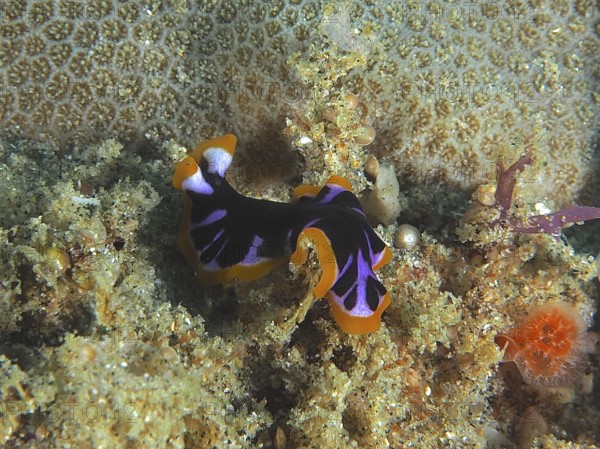 Yellow-black whirlpool worm (Pseudoceros) on a coral reef in the sea. Dive site Sodwana Bay National Park, Maputaland Marine Reserve, KwaZulu Natal, South Africa