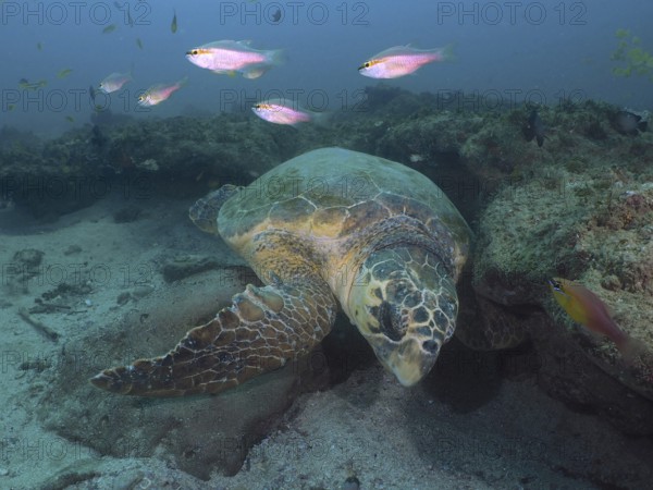 A large sea turtle, Loggerhead sea turtle (Caretta caretta), rests on a sandy seabed. Dive site Sodwana Bay National Park, Maputaland Marine Reserve, KwaZulu Natal, South Africa