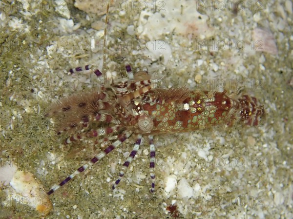 Common marble shrimp (Saron marmoratus) with a pattern in brown and green on a sandy substrate. Dive site Sodwana Bay National Park, Maputaland Marine Reserve, KwaZulu Natal, South Africa