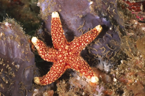 Bright red starfish with white markings, orange-spotted starfish (Ferdina sadhaensis), on coral bottom. Dive site Aliwal Shoal, Umkomaas, KwaZulu Natal, South Africa