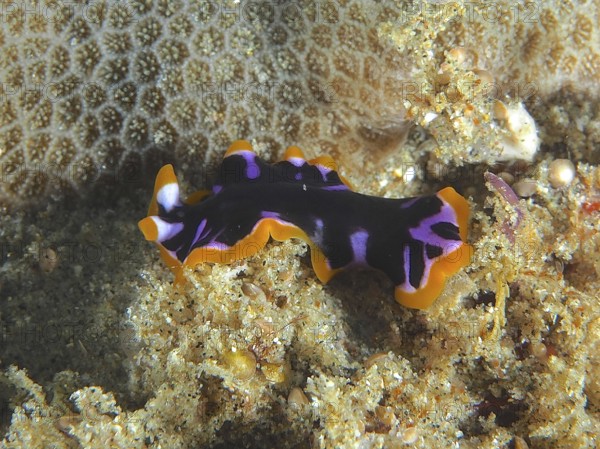 Yellow-black whirlpool worm (Pseudoceros) with colourful pattern on coral reef. Dive site Sodwana Bay National Park, Maputaland Marine Reserve, KwaZulu Natal, South Africa