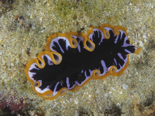 Yellow-black swirl worm (Pseudoceros) with wavy orange-black patterns on the seabed. Dive site Sodwana Bay National Park, Maputaland Marine Reserve, KwaZulu Natal, South Africa