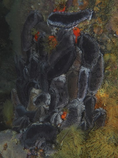 Cape Town sea cucumber (Hemiocnus insolens), sea cucumber, with rough texture. Dive site False Bay, Cape of Good Hope, Cape Town, South Africa