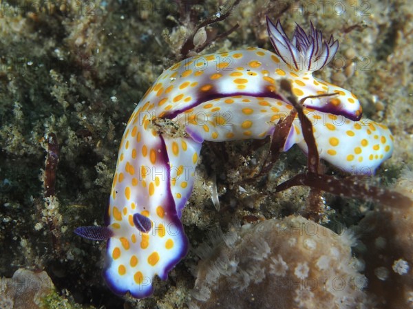 A colourful nudibranch with yellow dots and purple details, Hypselodoris ghardaqana, on a seabed. Dive site Sodwana Bay National Park, Maputaland Marine Reserve, KwaZulu Natal, South Africa