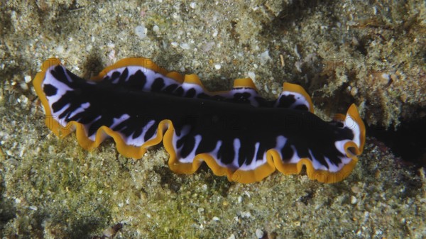Yellow-black whirlpool worm (Pseudoceros) with wavy edges on a sandy seabed, contrasting colours. Dive site Sodwana Bay National Park, Maputaland Marine Reserve, KwaZulu Natal, South Africa