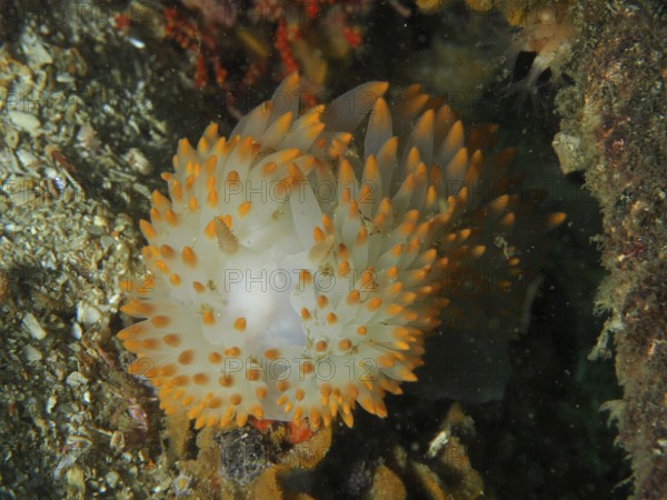 Nudibranch with white and orange dots, gas flame nudibranch (Bonisa nakaza), in an underwater environment