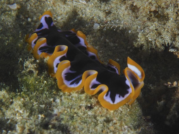 Yellow-black whirlpool worm (Pseudoceros) with orange-black patterns on the seabed. Dive site Sodwana Bay National Park, Maputaland Marine Reserve, KwaZulu Natal, South Africa