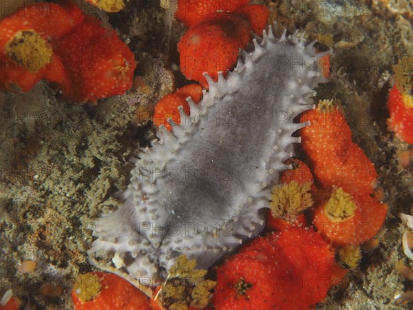 Grey sea cucumber with spines, Cape Town sea cucumber (Hemiocnus insolens), between orange-coloured sponges on the seabed. Dive site False Bay, Cape of Good Hope, Cape Town, South Africa