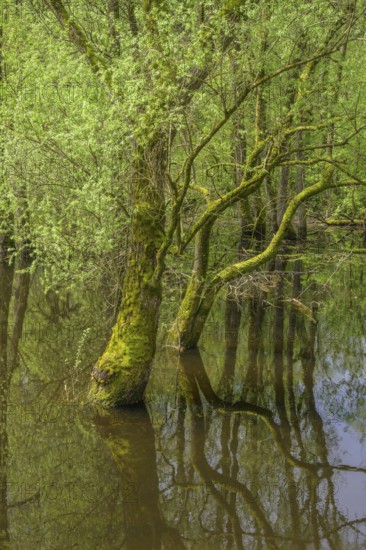 Submerged alluvial forest on an oxbow lake of the Sava, Cigoc, Sisak-Moslavina County, Croatia