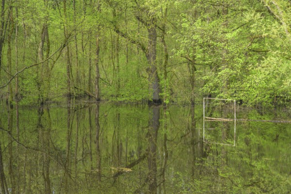 Submerged alluvial forest and a football goal on an oxbow lake of the Sava, Cigoc, Sisak-Moslavina County, Croatia