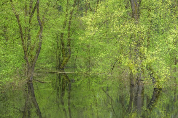 Submerged alluvial forest on an oxbow lake of the Sava, Cigoc, Sisak-Moslavina County, Croatia