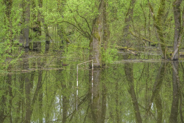 Football goal by a submerged alluvial forest on an oxbow lake of the Sava, Cigoc, Sisak-Moslavina County, Croatia