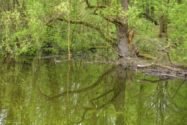 Submerged alluvial forest on an oxbow lake of the Sava, Cigoc, Sisak-Moslavina County, Croatia