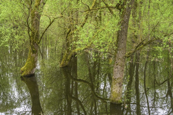 Submerged alluvial forest on an oxbow lake of the Sava, Cigoc, Sisak-Moslavina County, Croatia