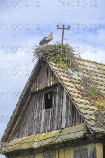 Old dilapidated wooden house with stork's nest, Cigoc, Sisak-Moslavina County, Croatia