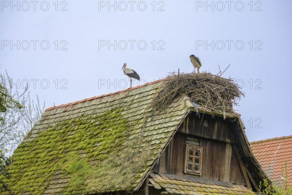 Stork on a nest on the roof of an old wooden house, Cigoc, Sisak-Moslavina County, Croatia