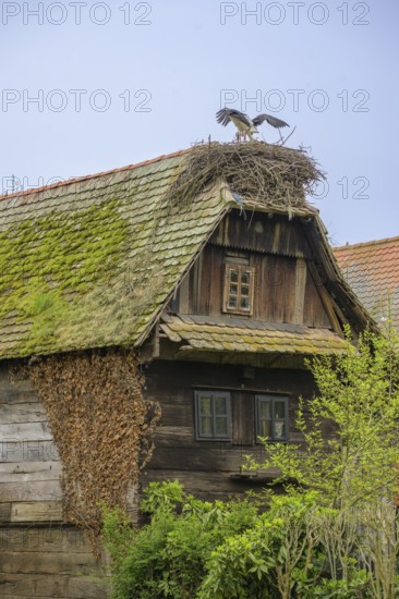 Stork on a nest on the roof of an old wooden house, Cigoc, Sisak-Moslavina County, Croatia
