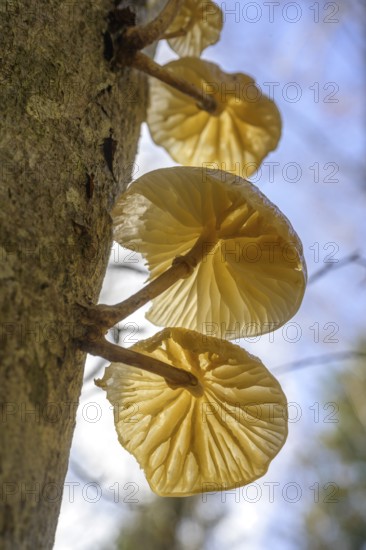 Tree mushroom against the light, Respiro degli Alberi hiking trail, Lavarone, Lanzino, Trentino, Italy