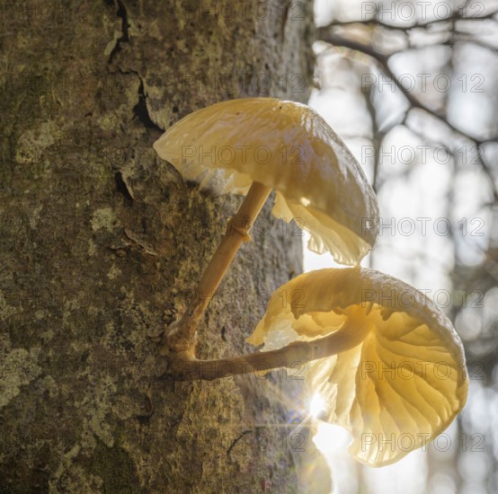 Tree mushroom against the light, Respiro degli Alberi hiking trail, Lavarone, Lanzino, Trentino, Italy
