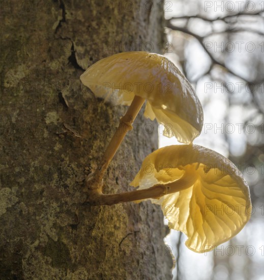 Tree mushroom against the light, Respiro degli Alberi hiking trail, Lavarone, Lanzino, Trentino, Italy