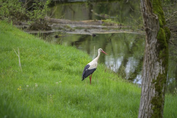 Stork foraging on an oxbow lake of the Sava, Cigoc, Sisak-Moslavina County, Croatia