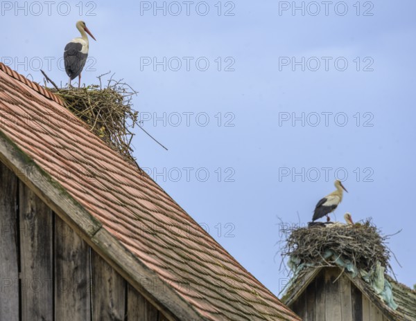Stork on a nest lying on a tiled roof, Cigoc, Sisak-Moslavina County, Croatia